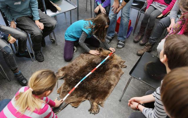 Naturhistorisches Museum Bern, Kinder Messen ein Biberfell aus