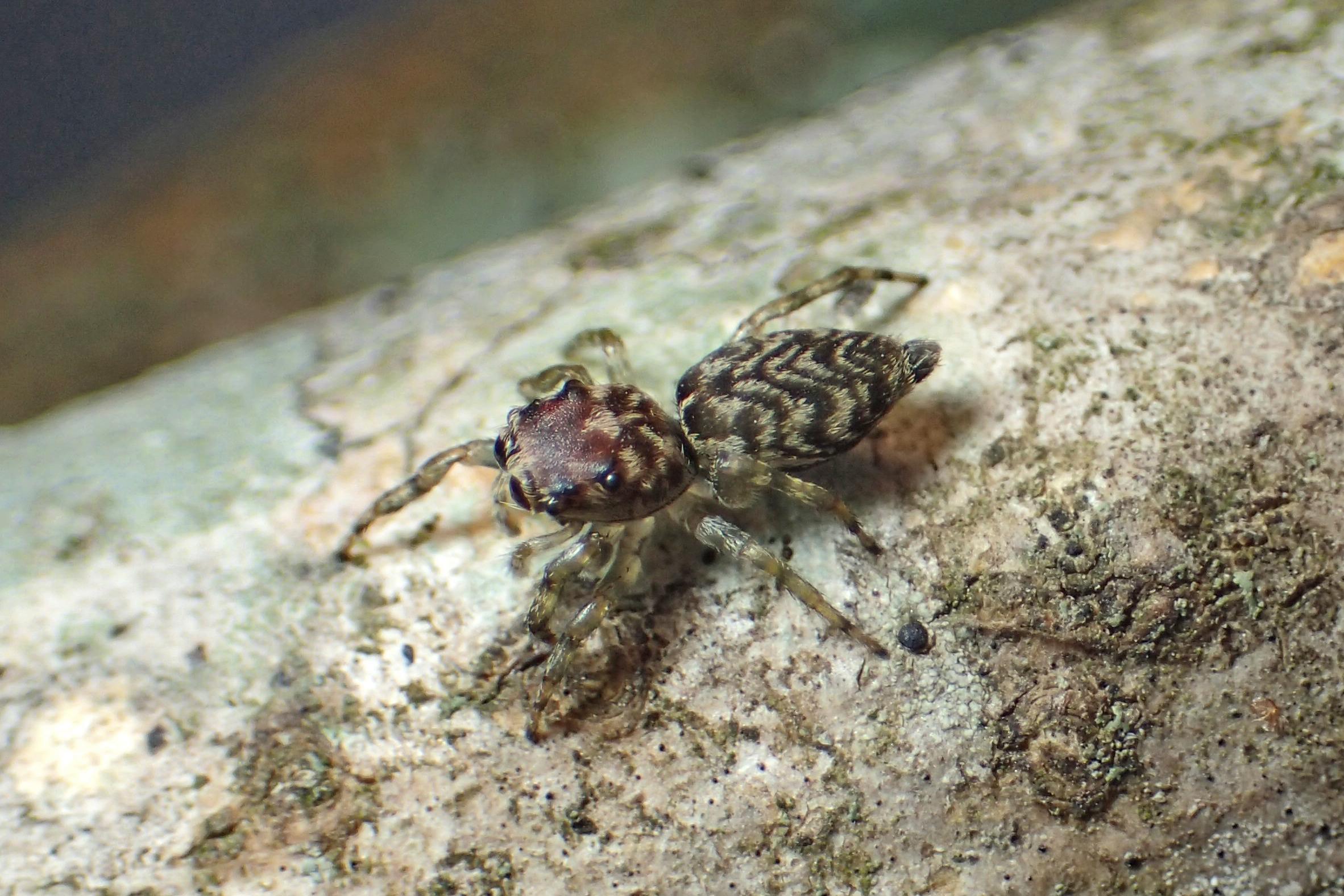 Scientists Say 50,000 Spider Species Have Now Been Discovered - CNET