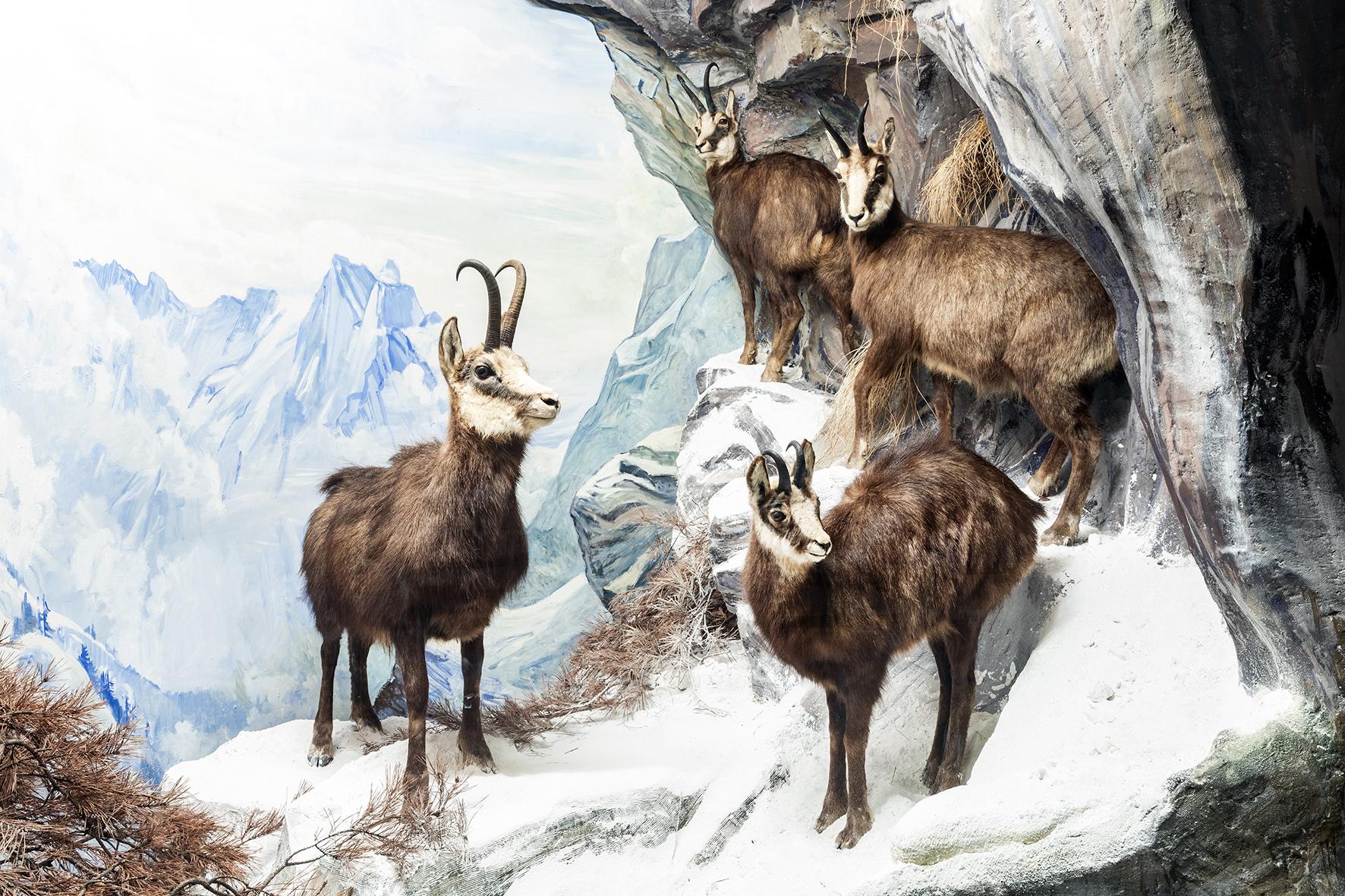 Animals of Switzerland | Natural History Museum of Bern