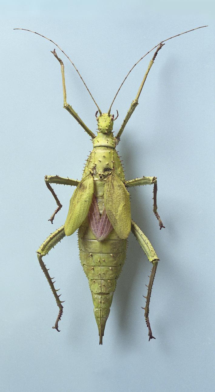 Naturhistorisches Museum Bern Käfer Falter