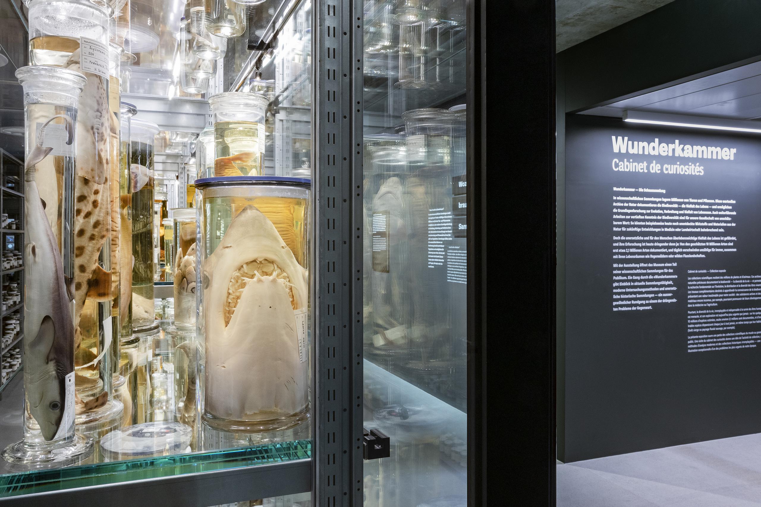 Naturhistorisches Museum Wunderkammer Schausammlung Hai